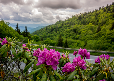 flowers in Smoky Mountains